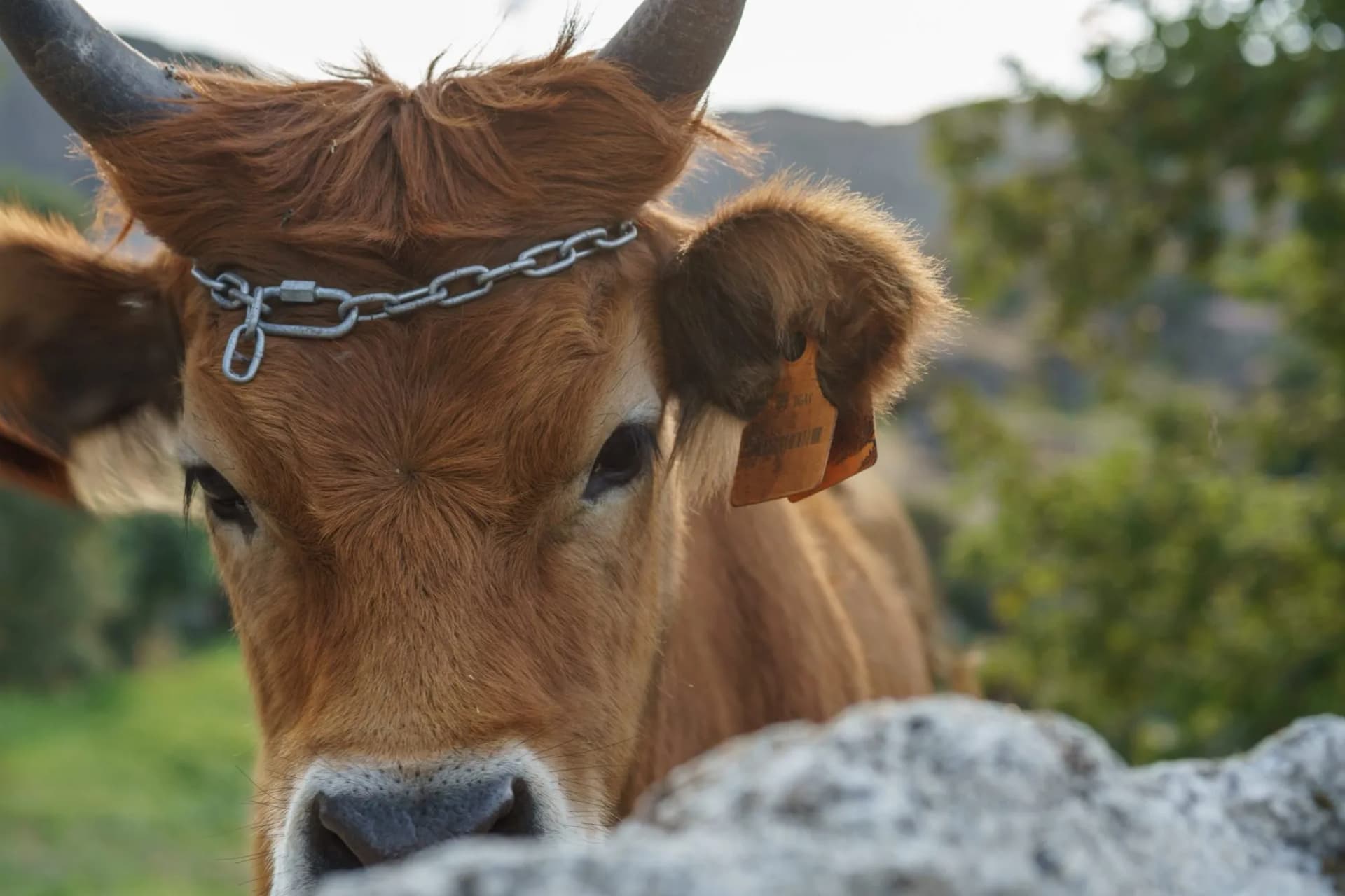 Serra do Soajo, Rouças, Arcos de Valdevez, Viana do Castelo district, Portugal