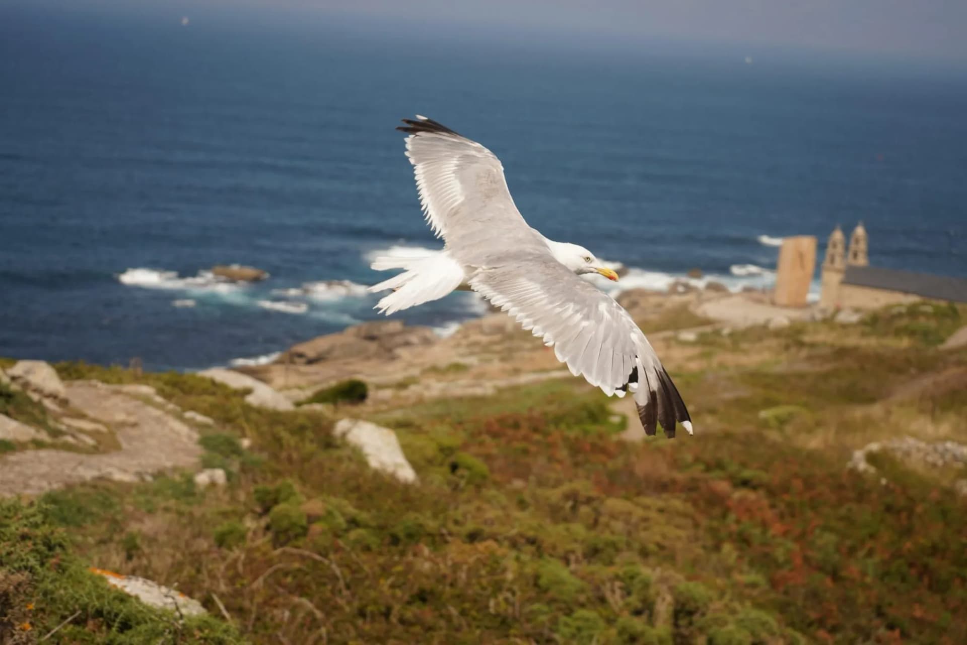 Seagull flies over the church in Muxia