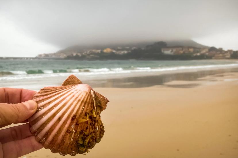 Scallop Shell on the Langosteira Beach in Fisterra