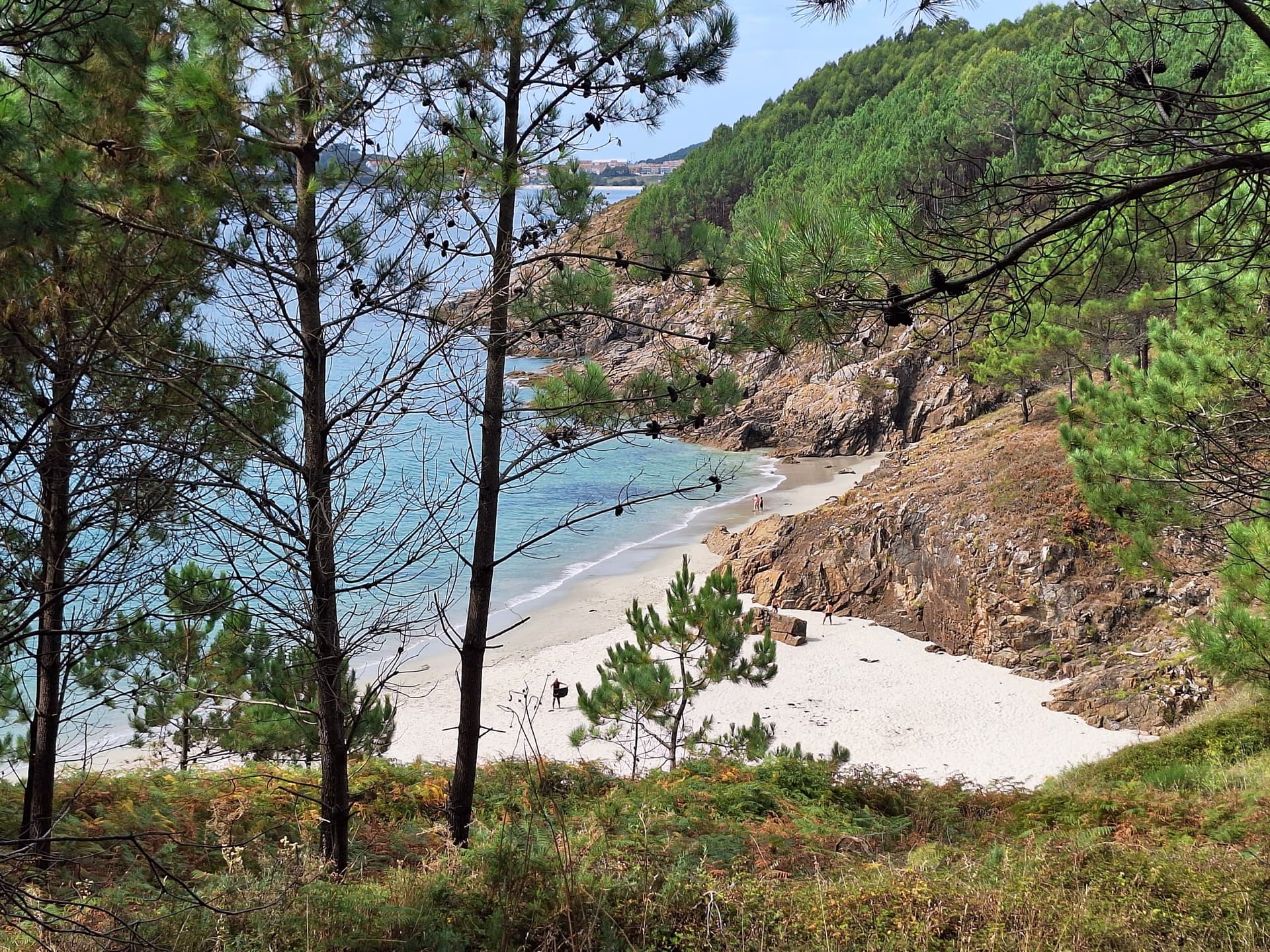 Hidden sandy beach framed by pine trees and rocky coastal cliffs