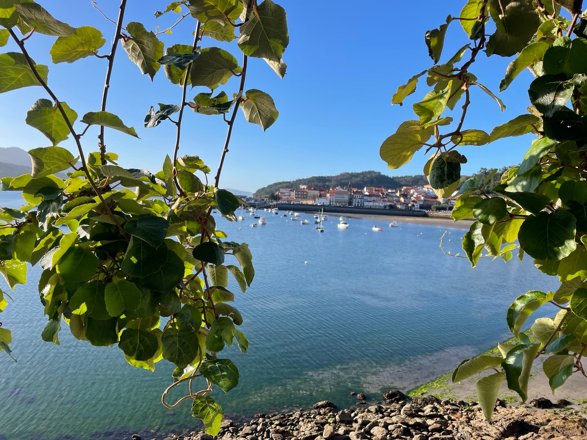 Coastal town with harbor and boats framed by green tree leaves