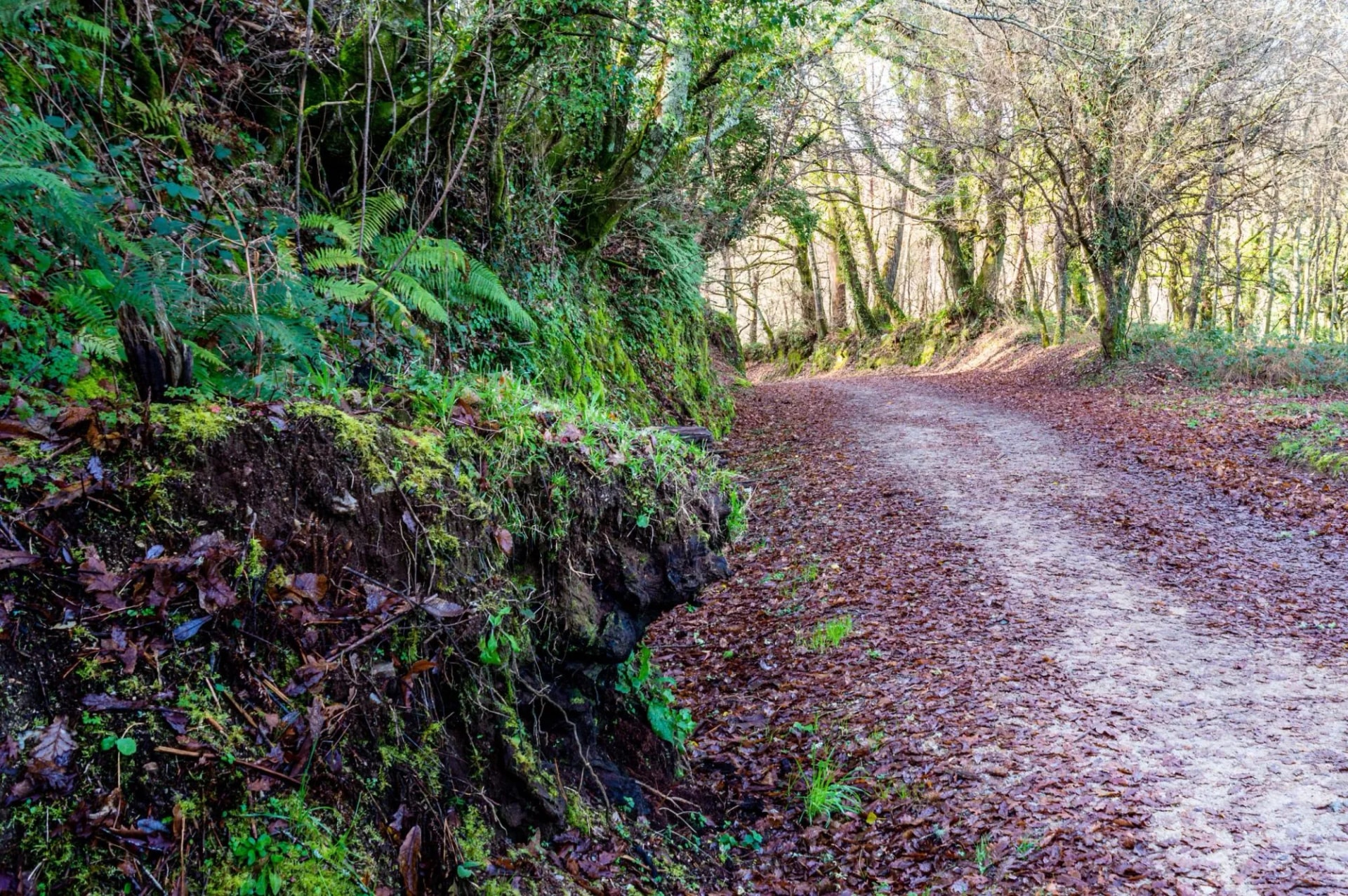 Camino de Santiago entre las localidades de Melide y Arzua,España