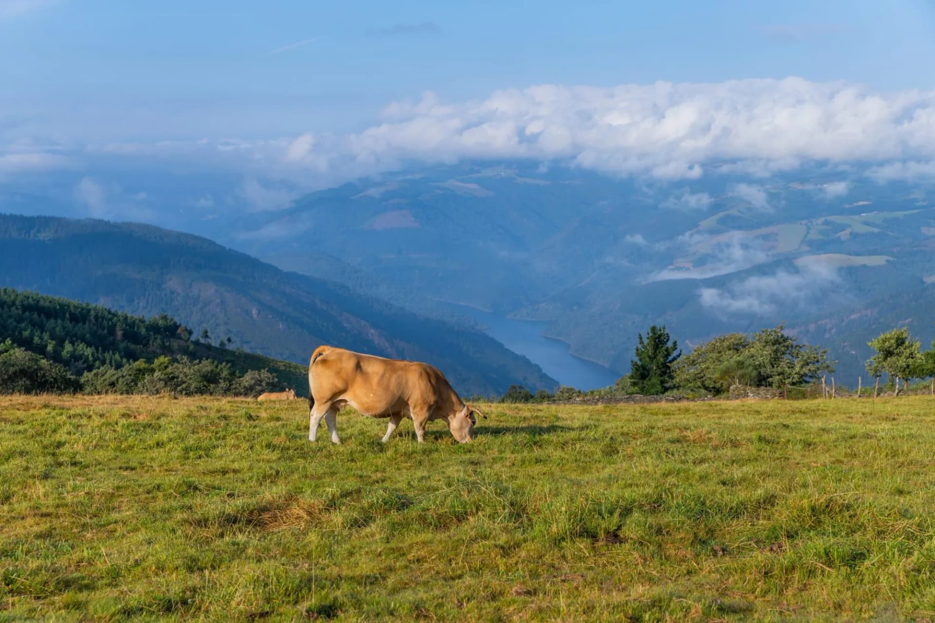 Cows at Grandas de Salime