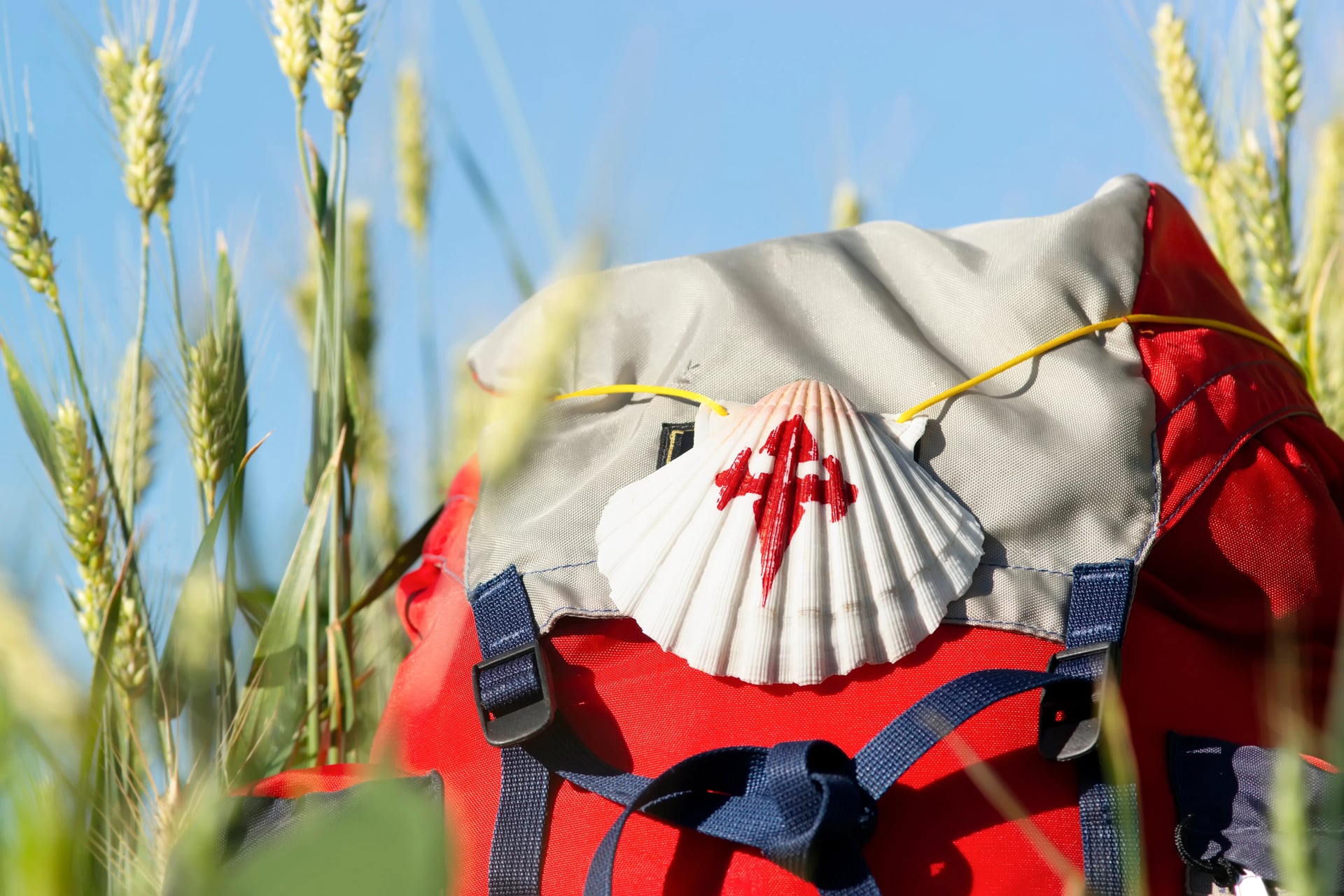 Caminho de São Tiago, Camino de Santiago, concha de vieira na mochila em campo de trigo até Compostela, Galícia, Espanha