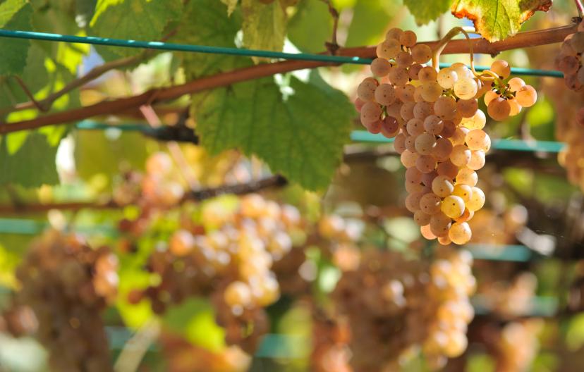 Albarino grapes and vines in Galicia, Spain