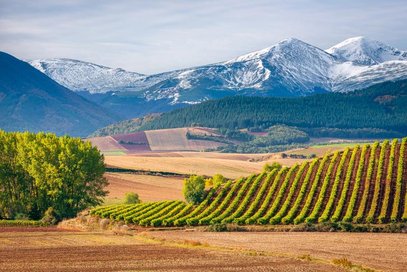 Vineyards with San Lorenzo mountain as background, La Rioja, Spain
