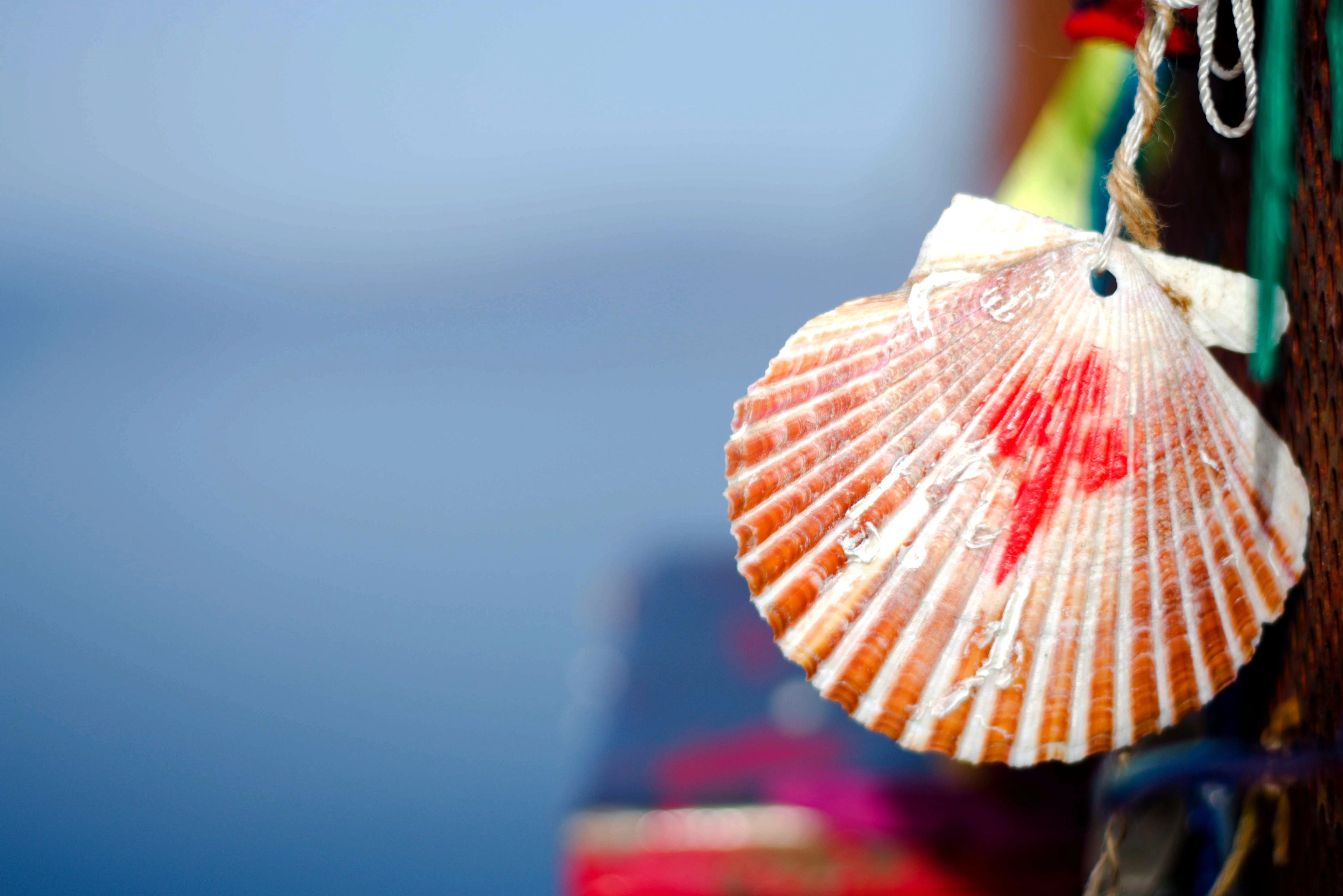 shell of the camino de santiago with blue unfocused background