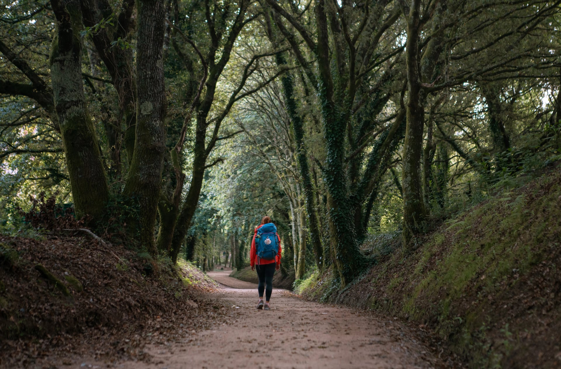 Weitwinkelansicht einer einsamen weiblichen Rucksacktouristin, die auf einem Weg durch einen Baumtunnel im Wald wandert. Camino-Weg – berühmte Pilgerroute Camino de Santiago. Reise, Abenteuer, aktiver Lebensstil.