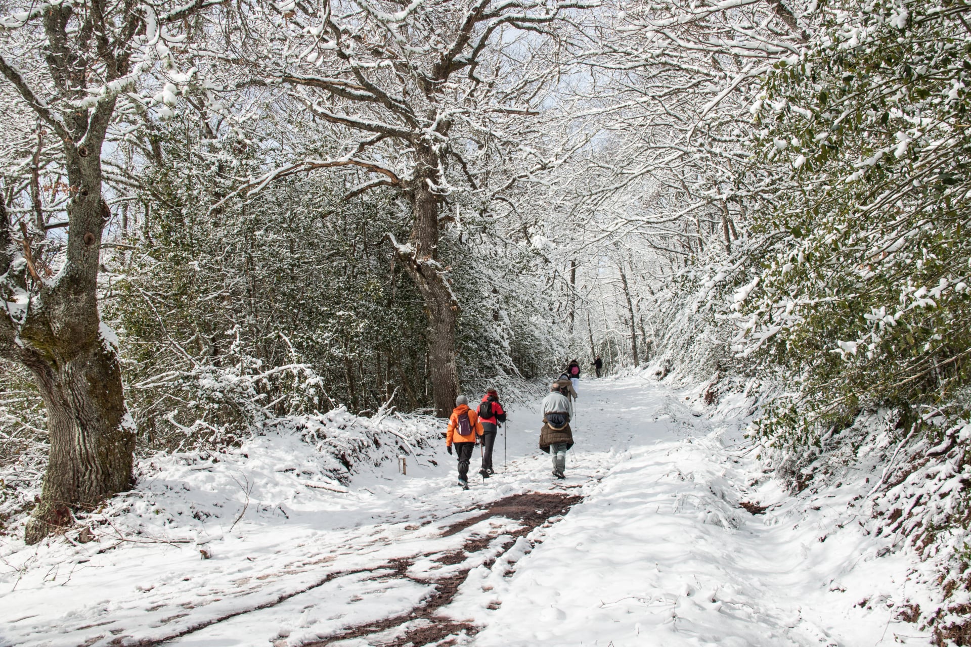 Gruppe von Wanderern, die im Schnee in der Montaña Palentina wandern