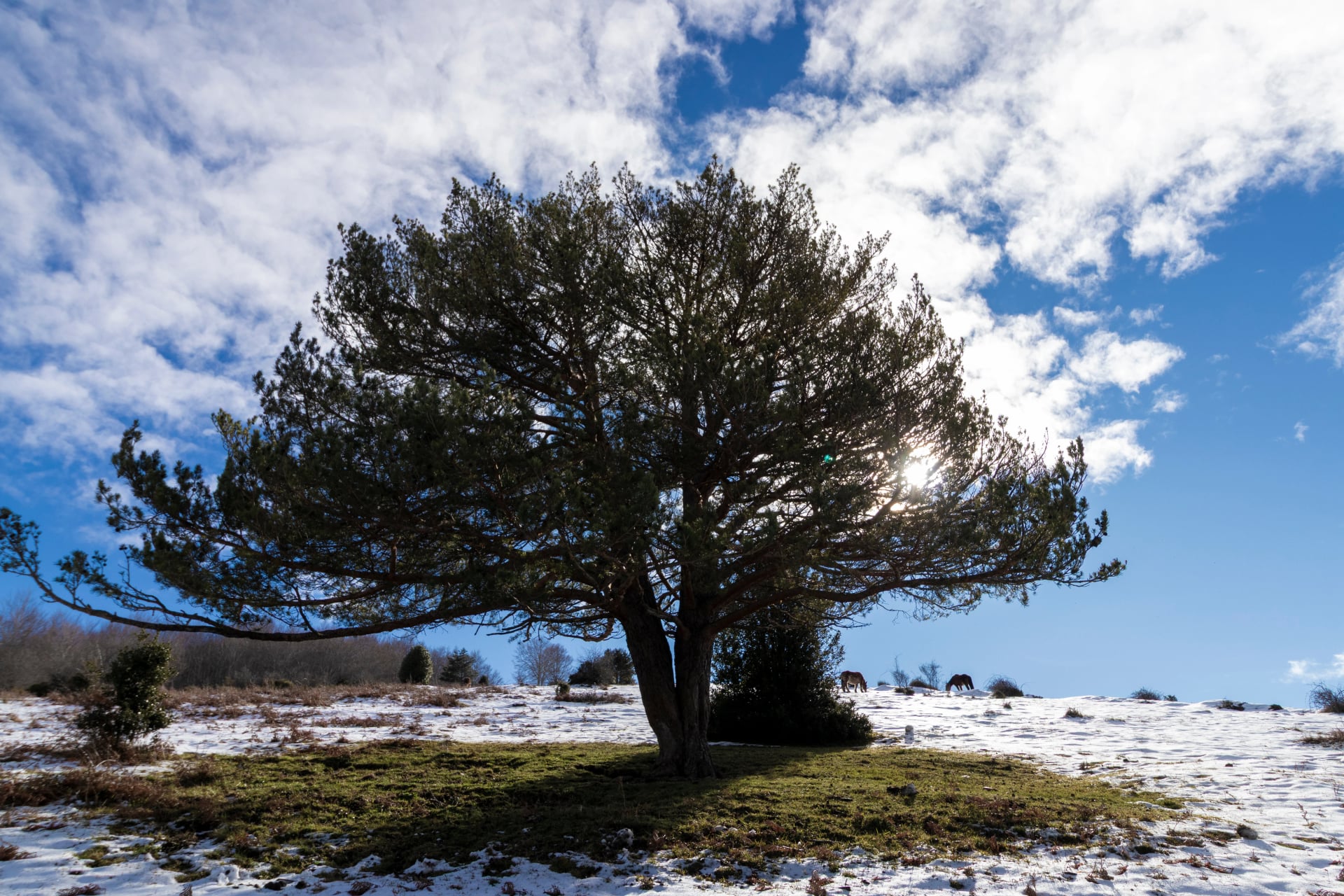 Majestätischer immergrüner Baum, der hoch in einer schneebedeckten Winterlandschaft steht