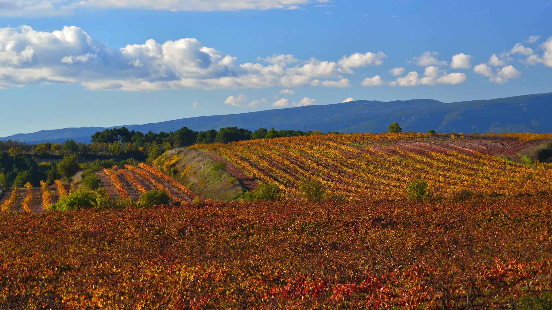 Weinberge im herbstlichen Laub in der Region Tarragona.