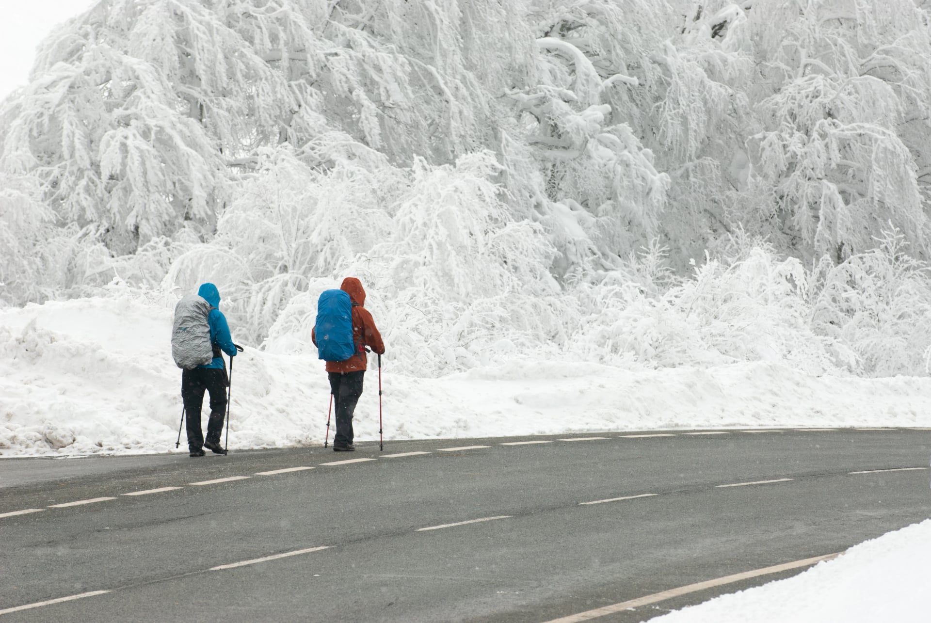 Peregrinos bajo la nieve en el alto de Ibañeta, descendiendo por la N-135 a Roncesvalles
