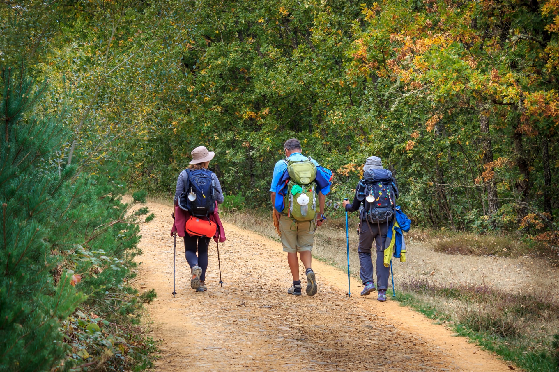 Trois pèlerins marchant à travers une forêt le long du chemin de pèlerinage de Saint-Jacques Camino de Santiago