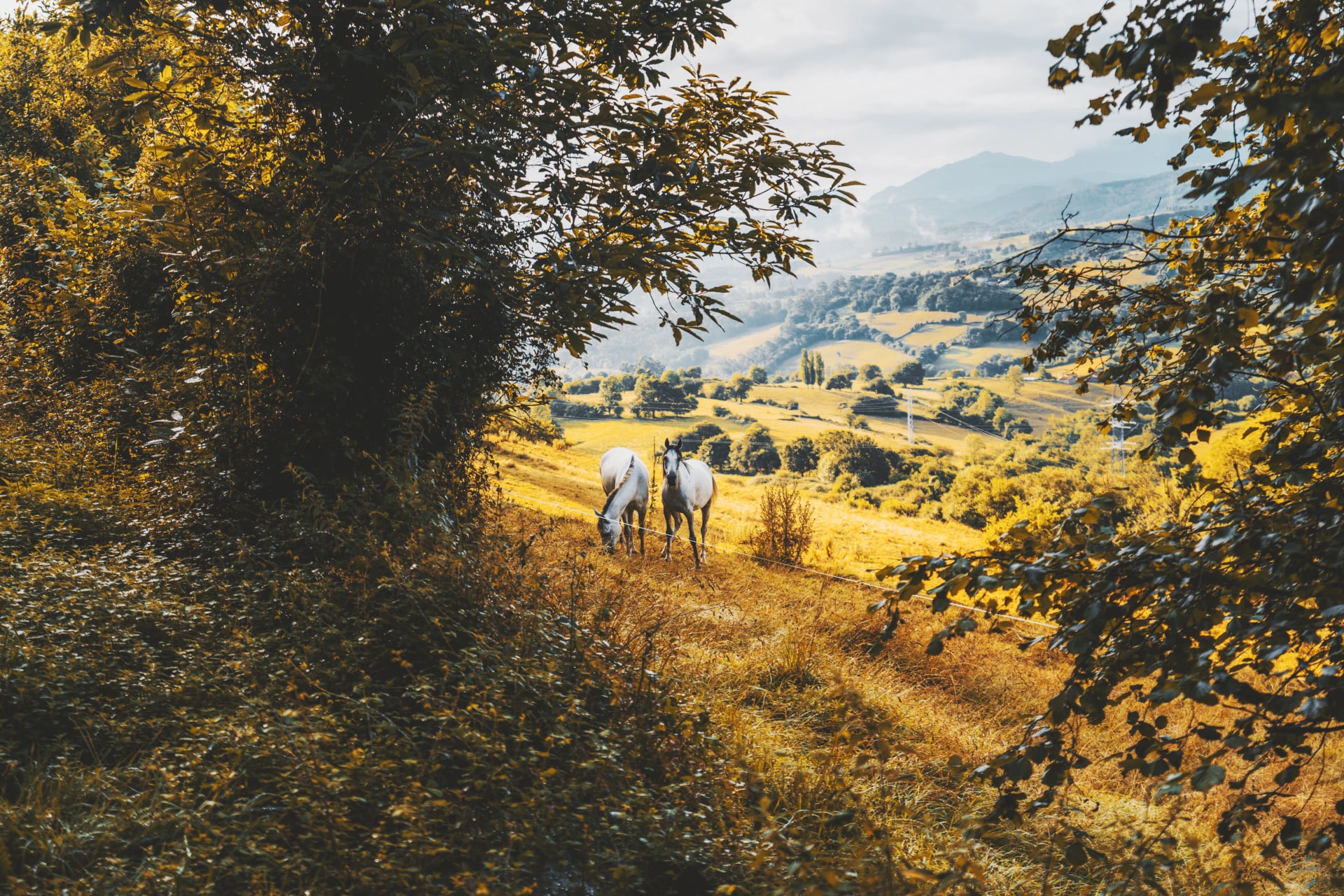 Paysage rural pittoresque avec deux chevaux blancs broutant sur un pré doré, encadré par des arbres verts luxuriants, des collines ondulantes et des montagnes brumeuses au loin sous une douce lumière du soleil