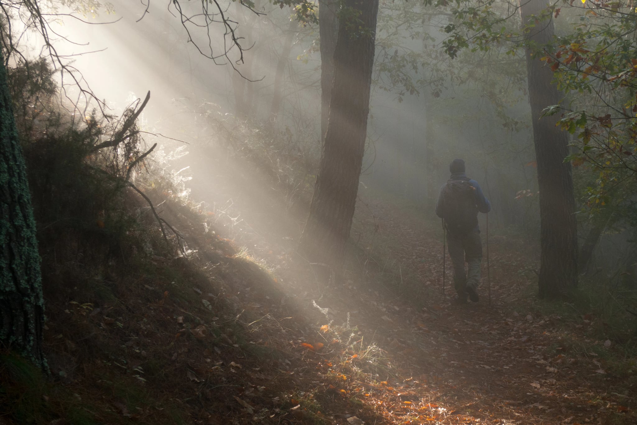 Ein Lichtstrahl durchquert einen nebligen Wald auf dem Camino de Santiago Primitivo, während ein Pilger sich in Richtung der asturianischen Stadt Grandas de Salime begibt