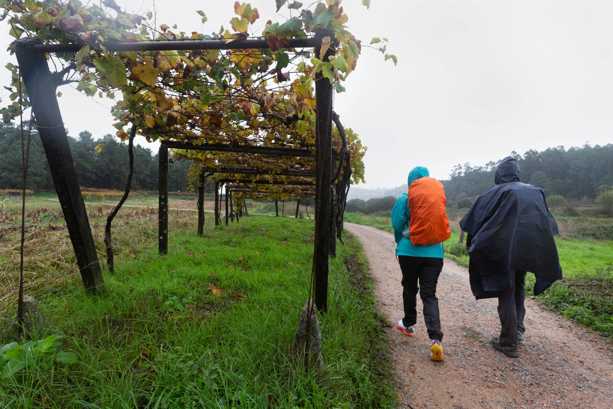 Pielgrzymi i winnice w deszczowy dzień na portugalskim Camino de Santiago, gdy przechodzi przez Caldas de Reis