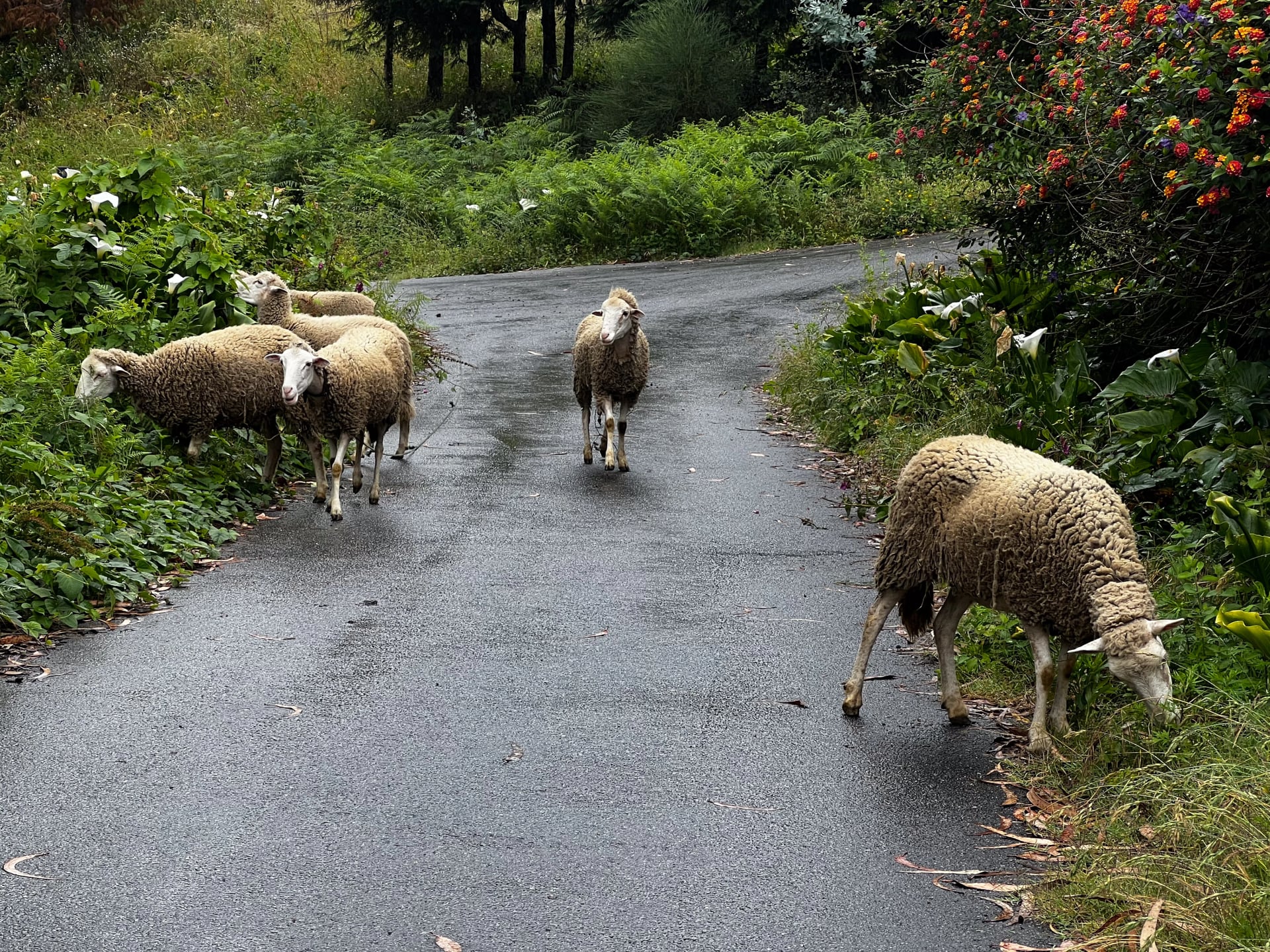 sheep in the meadow on the path watching at you in portugal on the camino de Santiago, the road to santiago, christian pilgrimage