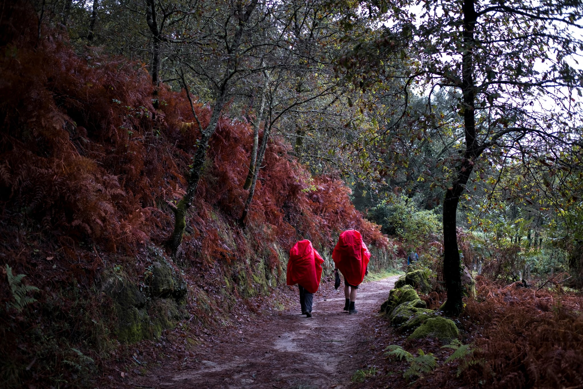 Pelgrims wandelen door het herfstbos op de Weg van St. Jacob of Camino de Santiago.