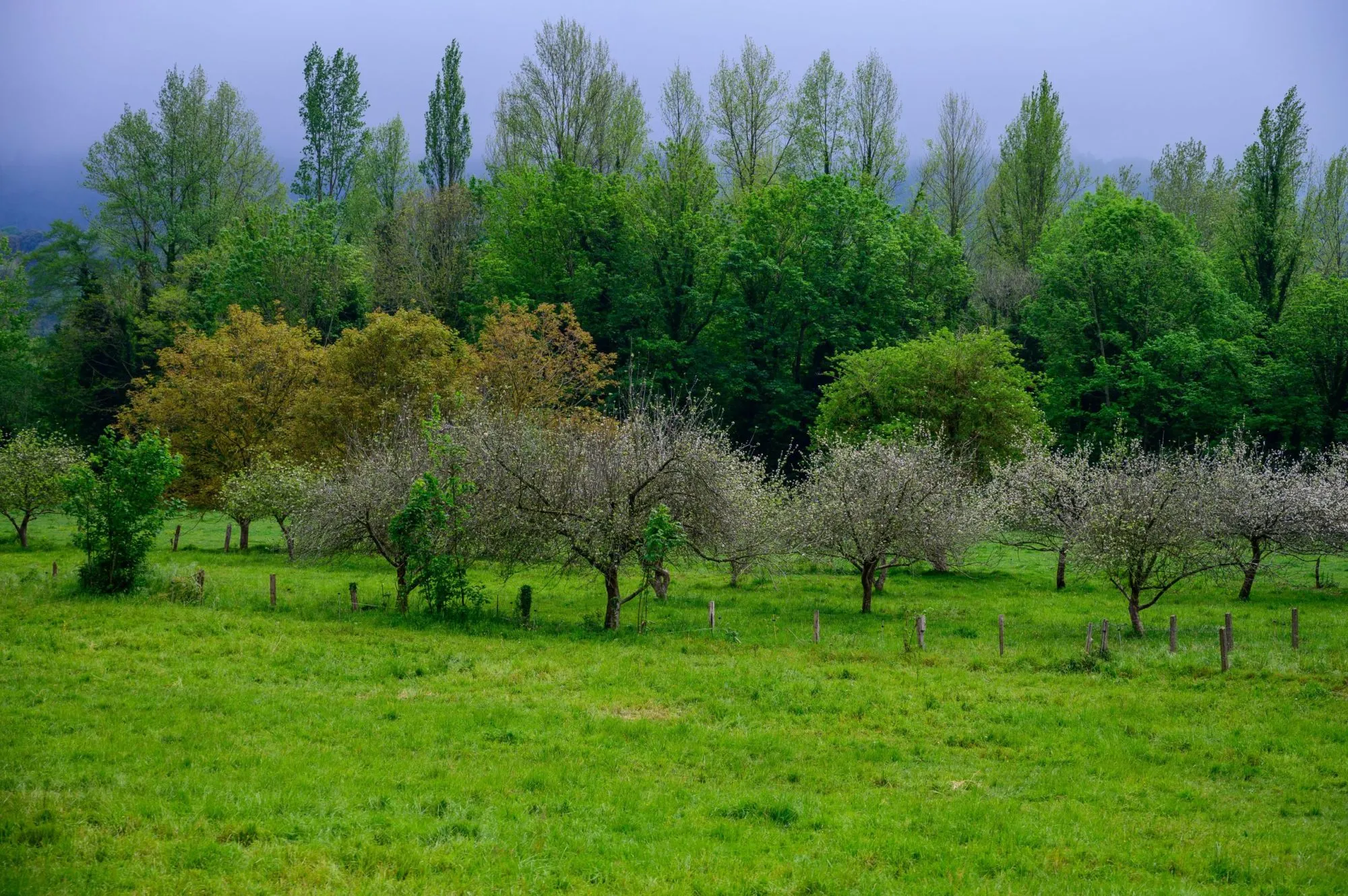 Apple tree orchards in Asturias, spring white blossom of apple trees, production of famous cider in Asturias, Comarca de la Sidra region, Spain