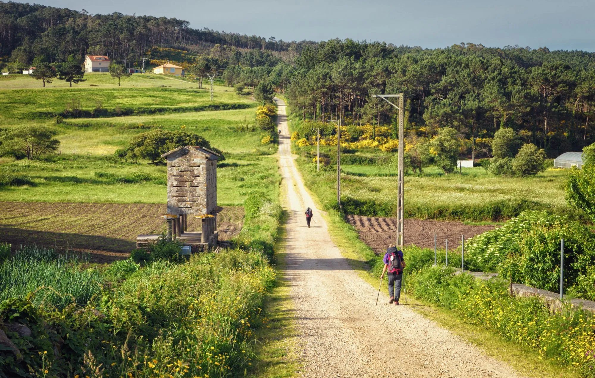 Pilgrims walking along on the Way of St. James, Galicia, Spain