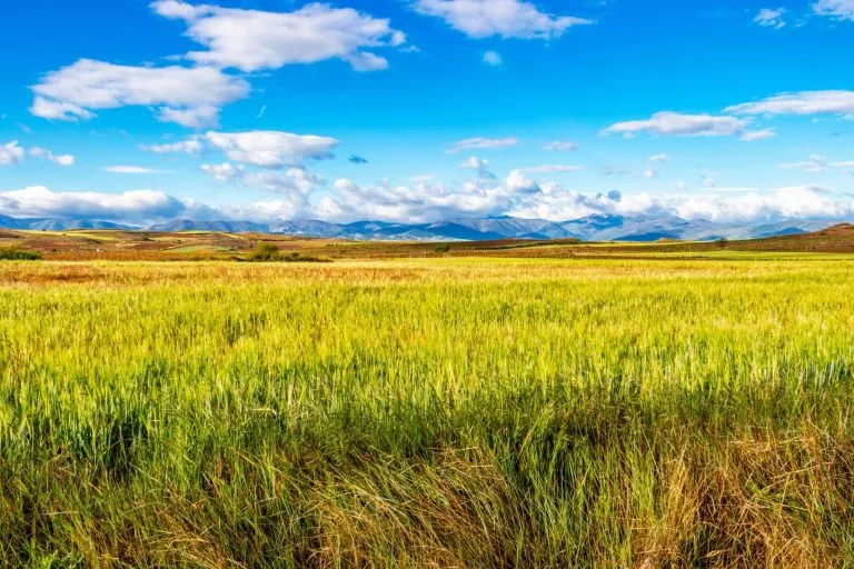 Beautiful May agricultural landscape on the Camino de Santiago, Way of St. James between Najera and Azofra in La Rioja, Spain